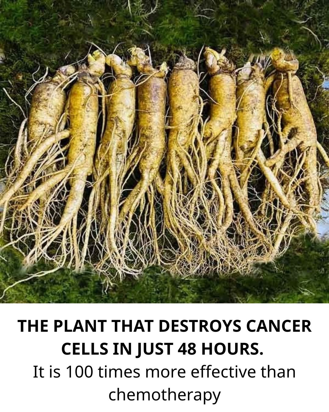 Dandelion Root: A Natural Health Booster